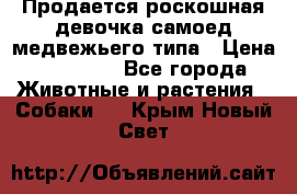 Продается роскошная девочка самоед медвежьего типа › Цена ­ 35 000 - Все города Животные и растения » Собаки   . Крым,Новый Свет